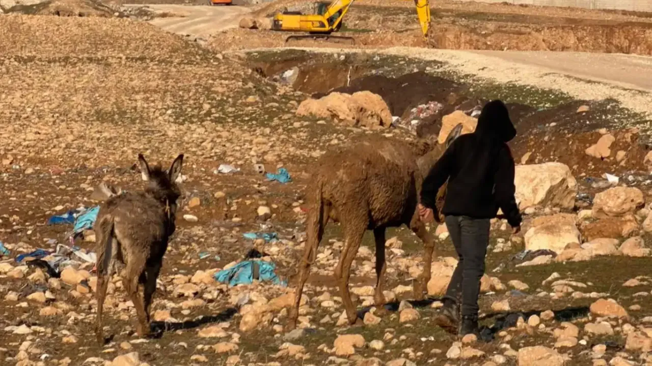 Bataklığa düşen eşek kurtarılana kadar yavrusu yanından ayrılmadı
