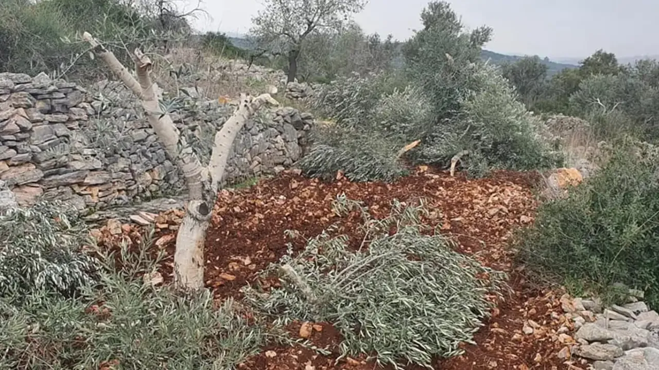 Siyonistler 500 ağacı kökünden söktü!