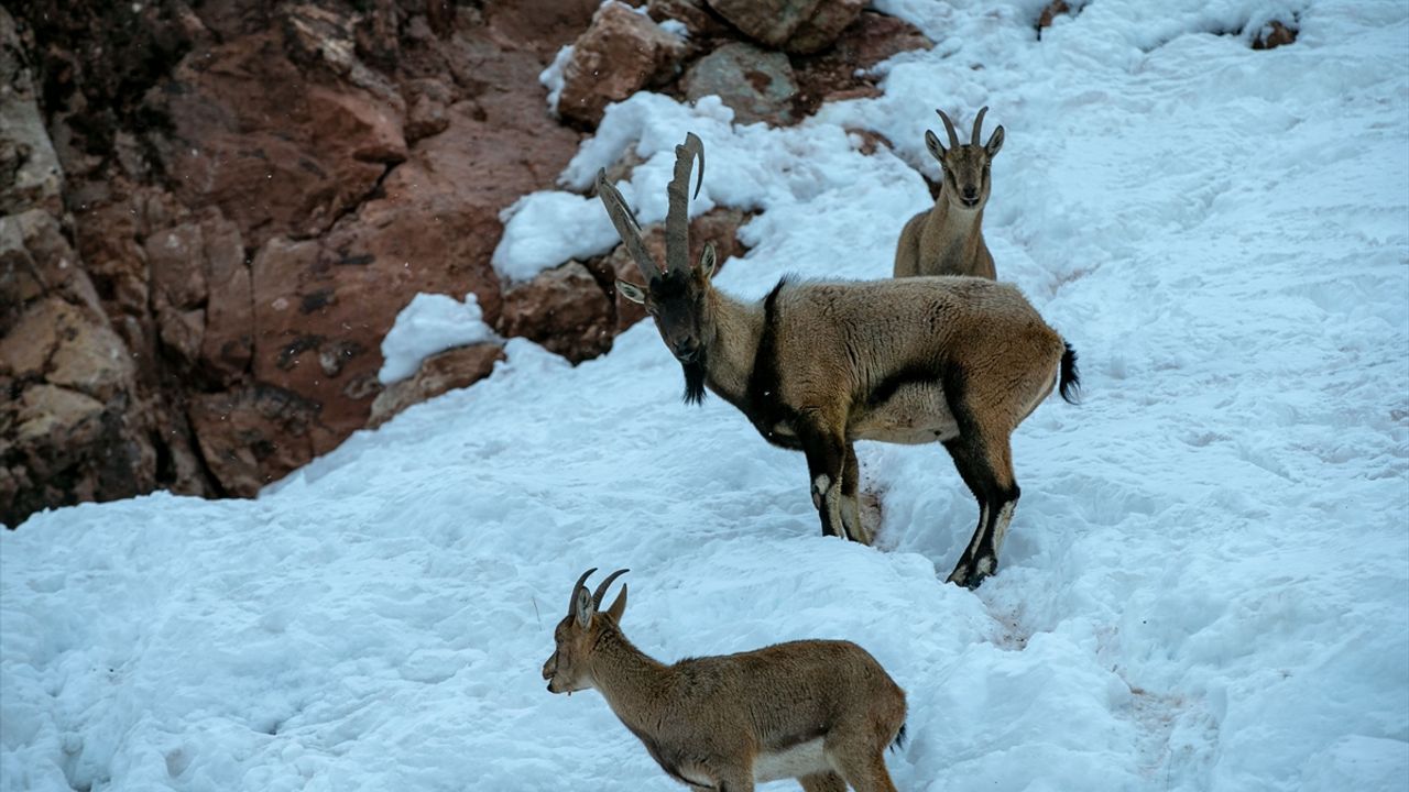 Çetin kış şartlarında dağ keçileri için yem bırakıldı