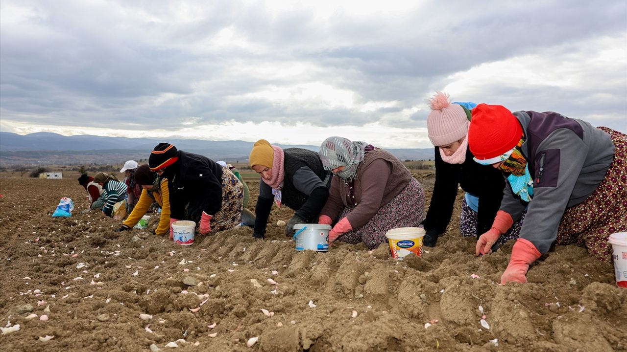 Coğrafi işaretli Taşköprü sarımsağının dikimine başlandı