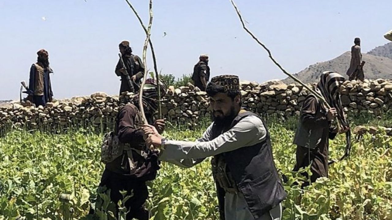 Afgan yönetimi, binlerce uyuşturucu tarlasını imha etti!