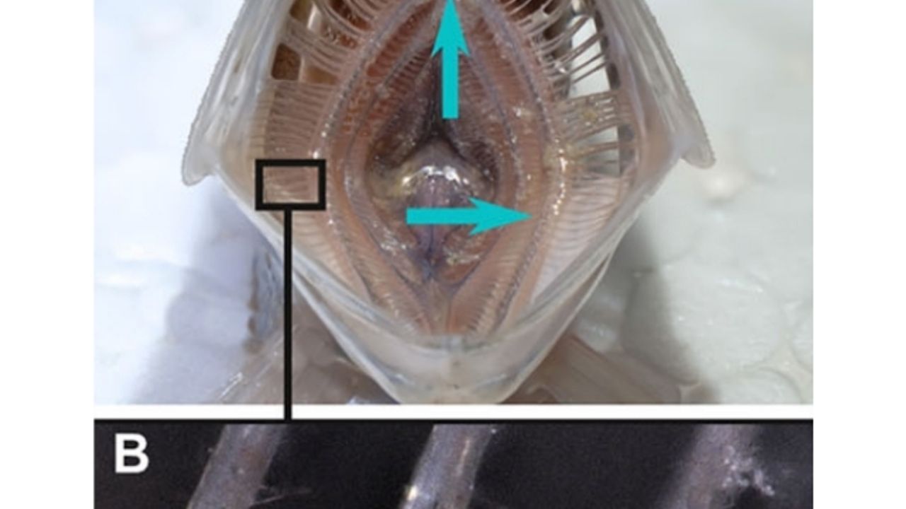 Balık ağzı çamaşır makinesinden daha iyi temizliyor