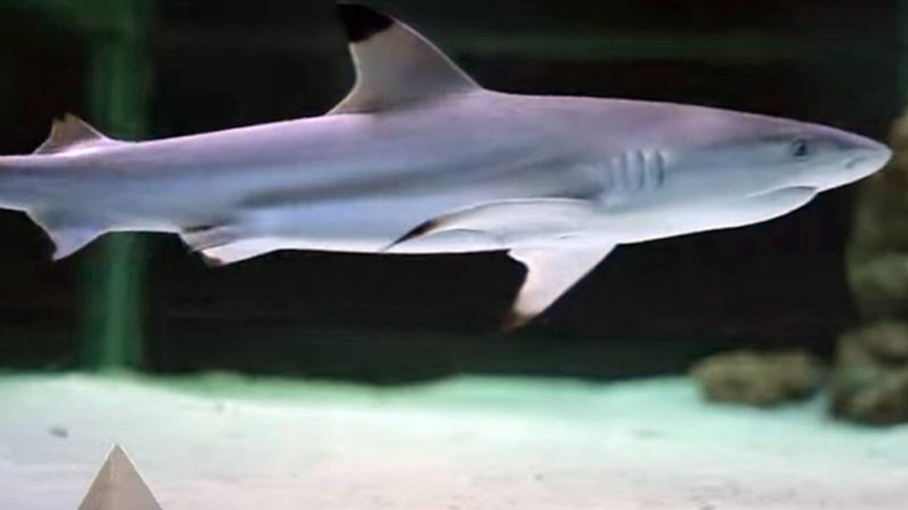 Brezilya'da bir çocuk köpekbalığı saldırısı sonucu öldü