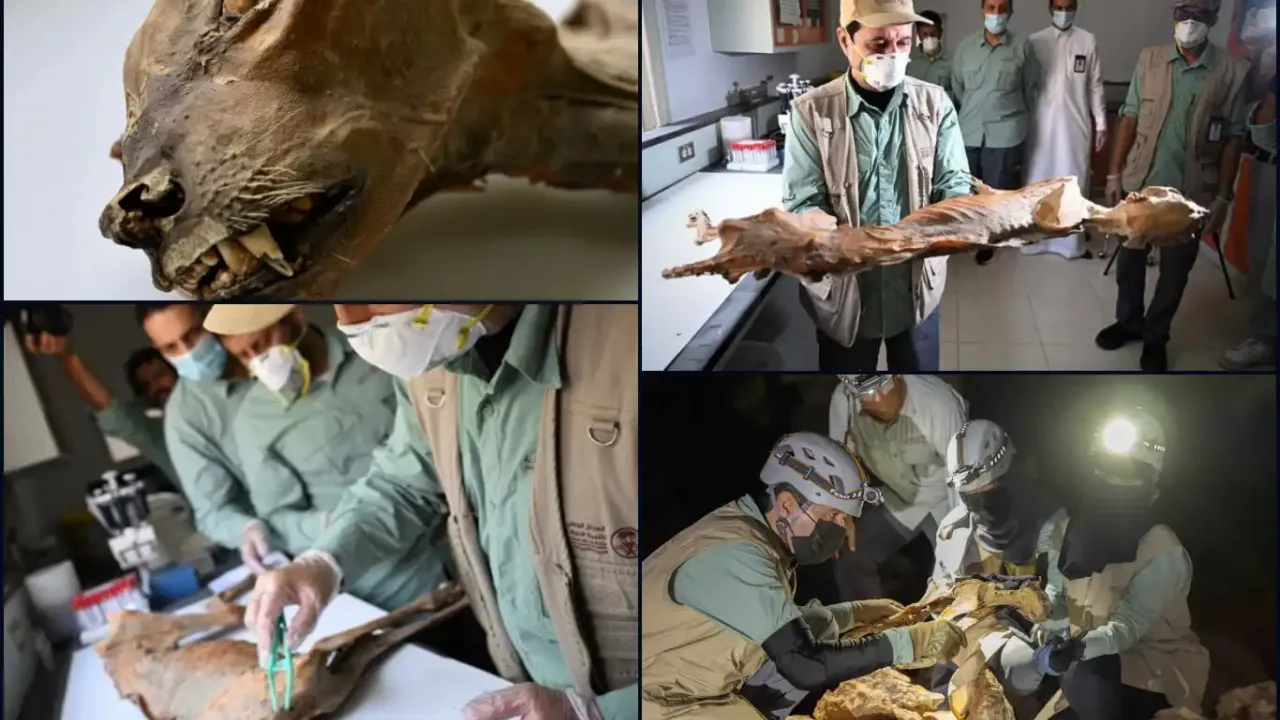 Çöl mağaralarında 1.800 yıllık çita mumyaları bulundu