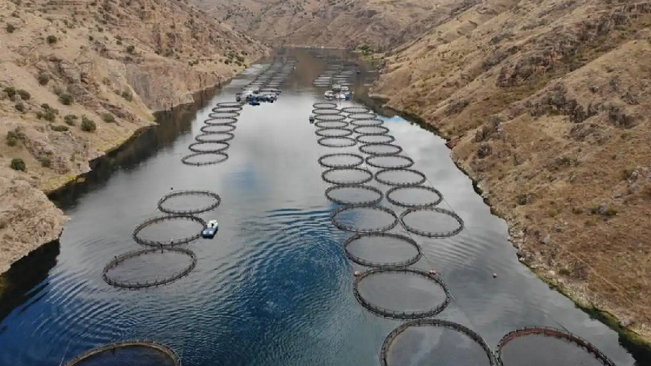 Alabalık yetiştiriciliği için üç baraj gölü tahsise açıldı