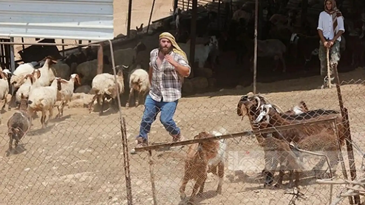 Siyonistler Filistinlilere ait hayvanları çaldı!
