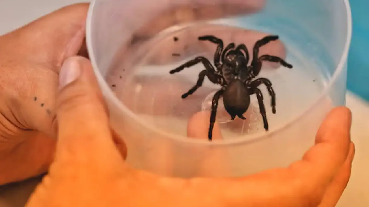 Bilim adamları, kalp krizi ve felç için örümcek zehri bazlı ilaç denemesine başladı
