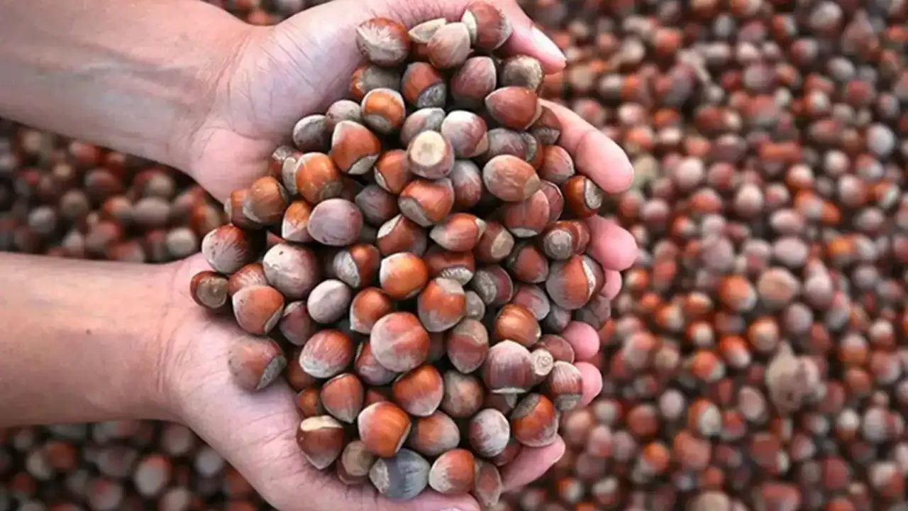 İşte fındık yemenin vücuda faydaları!