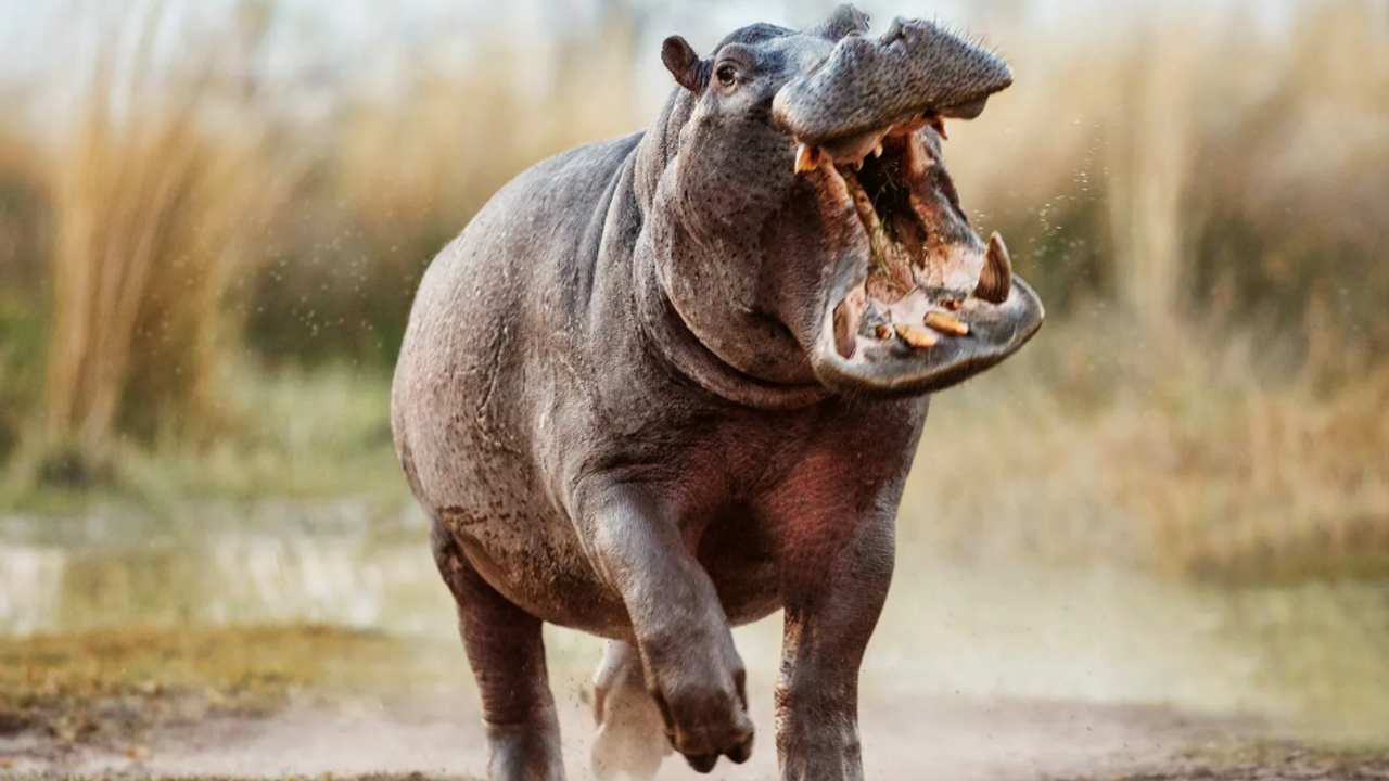 İnsanlar için en ölümcül hayvan türleri hangileridir?