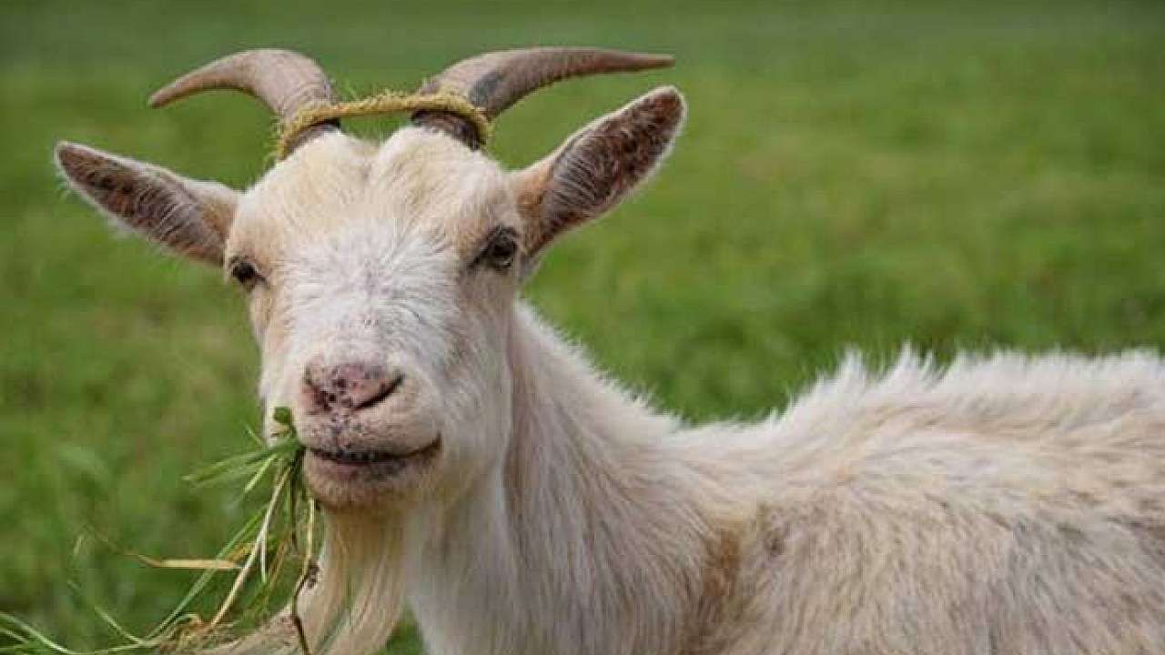 Asker değil hırsız bunlar! Suriye topraklarından 250 keçi çaldılar!