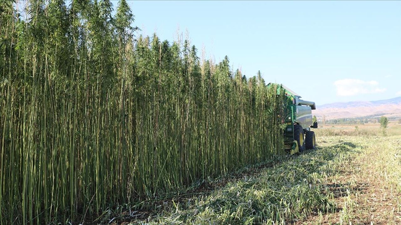 Kenevir üretimi ve denetimine düzenleme: 21 ilde üretim yapılabilecek!