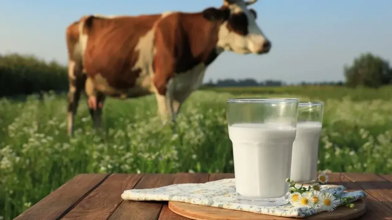 Dünyada süt ve peynir krizi başlıyor