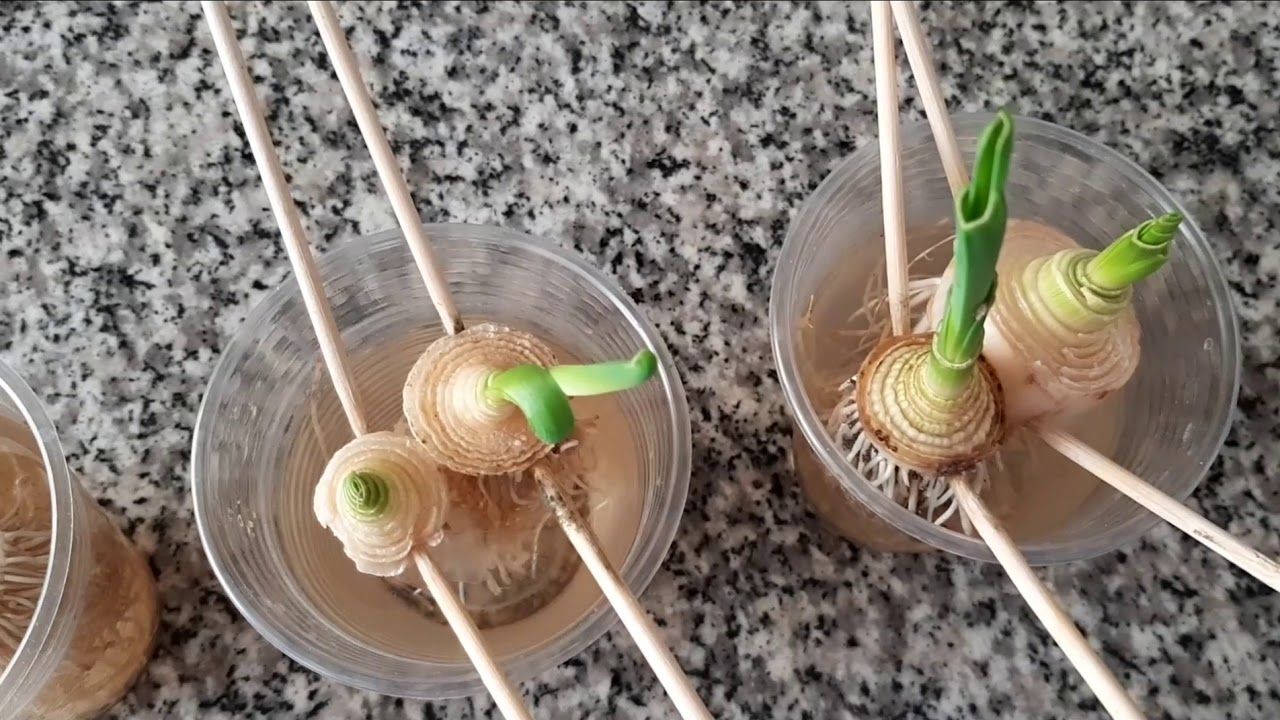 Pazarda 70 TL’ye Dayandı, Balkonda Yetiştiren Çoğaldı!