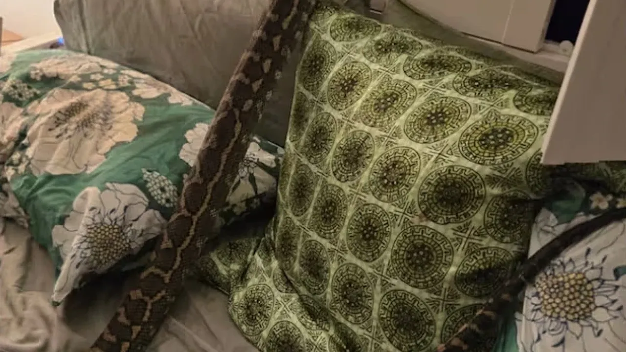 Gece Kâbusu Gerçek Oldu! Üzerinde 2,5 Metrelik Pitonla Uyandı