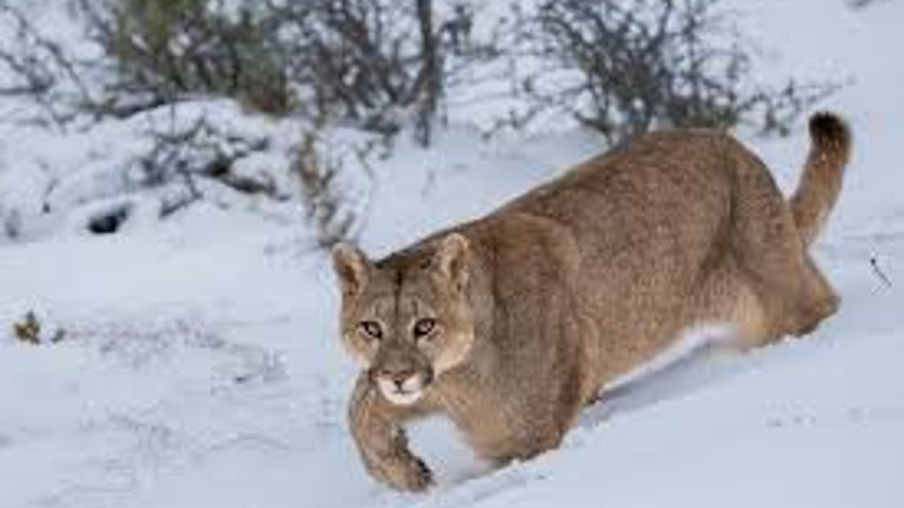 Yürüyüş yapan kadın puma saldırısında öldü