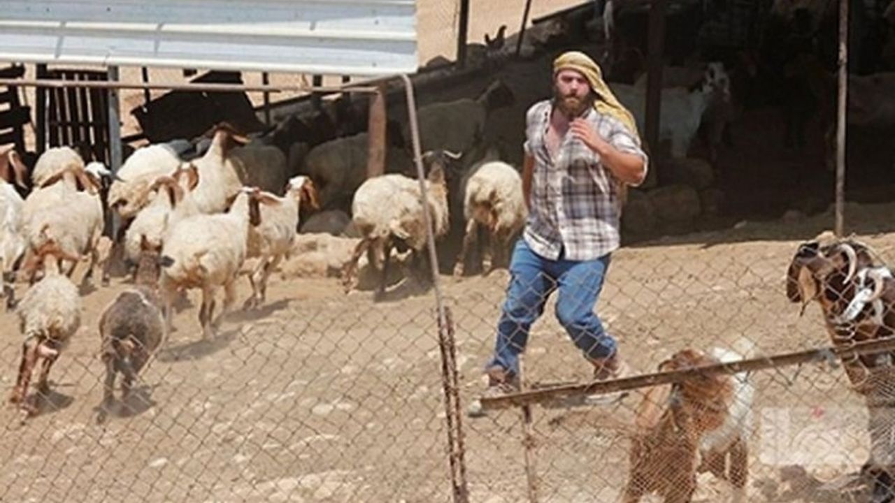 Yahudi çeteler 200 koyun ve bir aracı gasp etti!