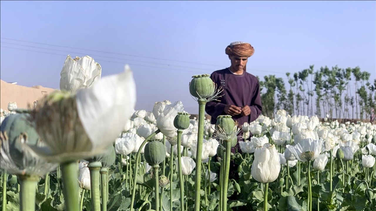 Afgan yönetimi uyuşturucuya savaş açtı! Binlerce hektar alan imha edildi
