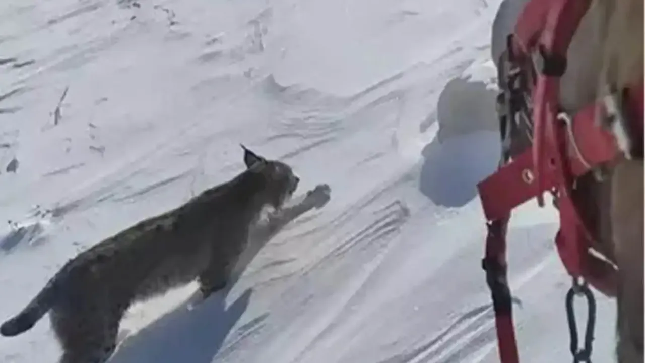 Bingöl'de atıyla gezerken vaşakla karşılaştı