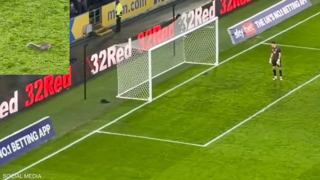 Sahaya giren sincap maçı durdurdu