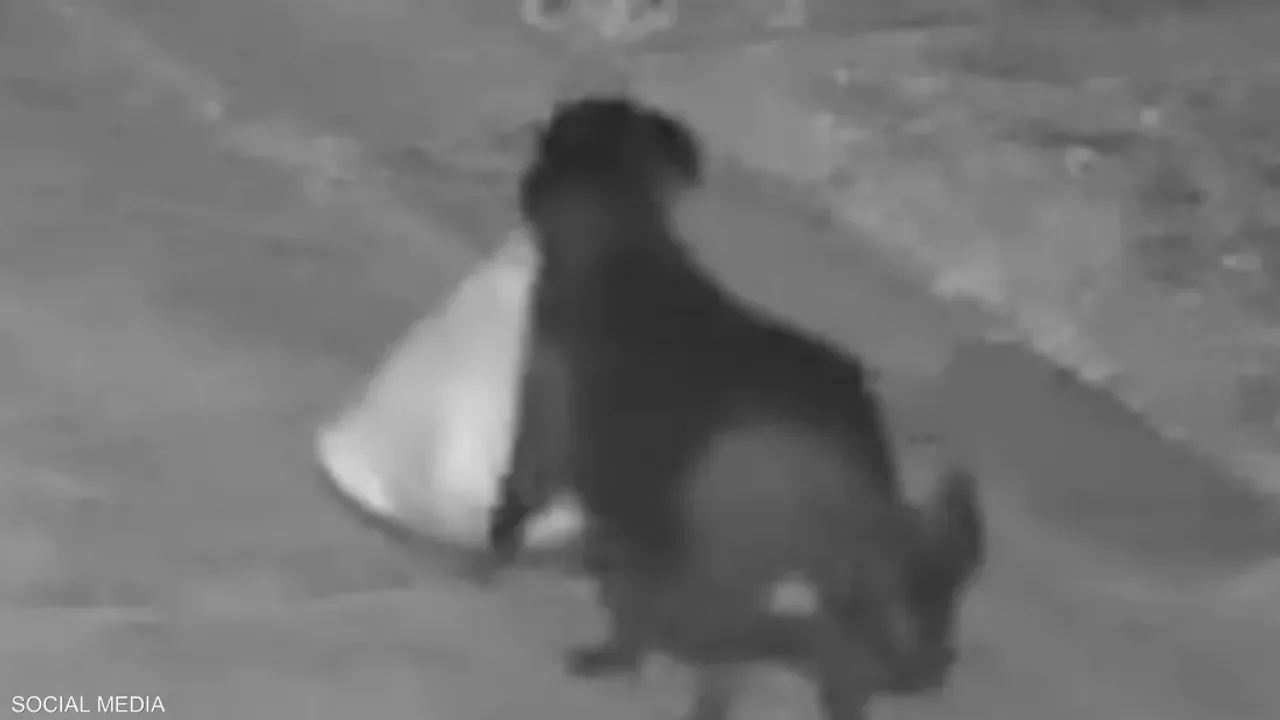 Bir köpek ve çöp poşeti: Şeytani hile