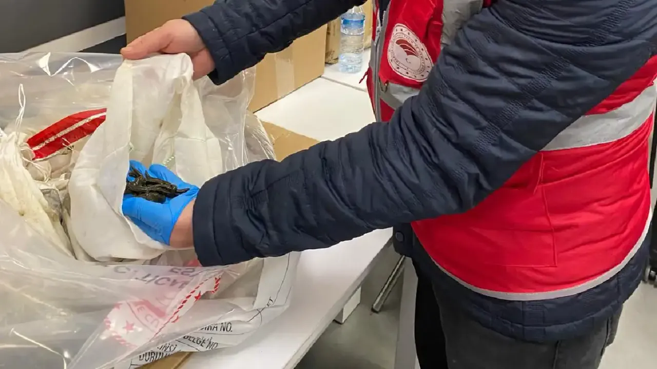 200 Bin adet kaçak tıbbi sülük ele geçirildi!