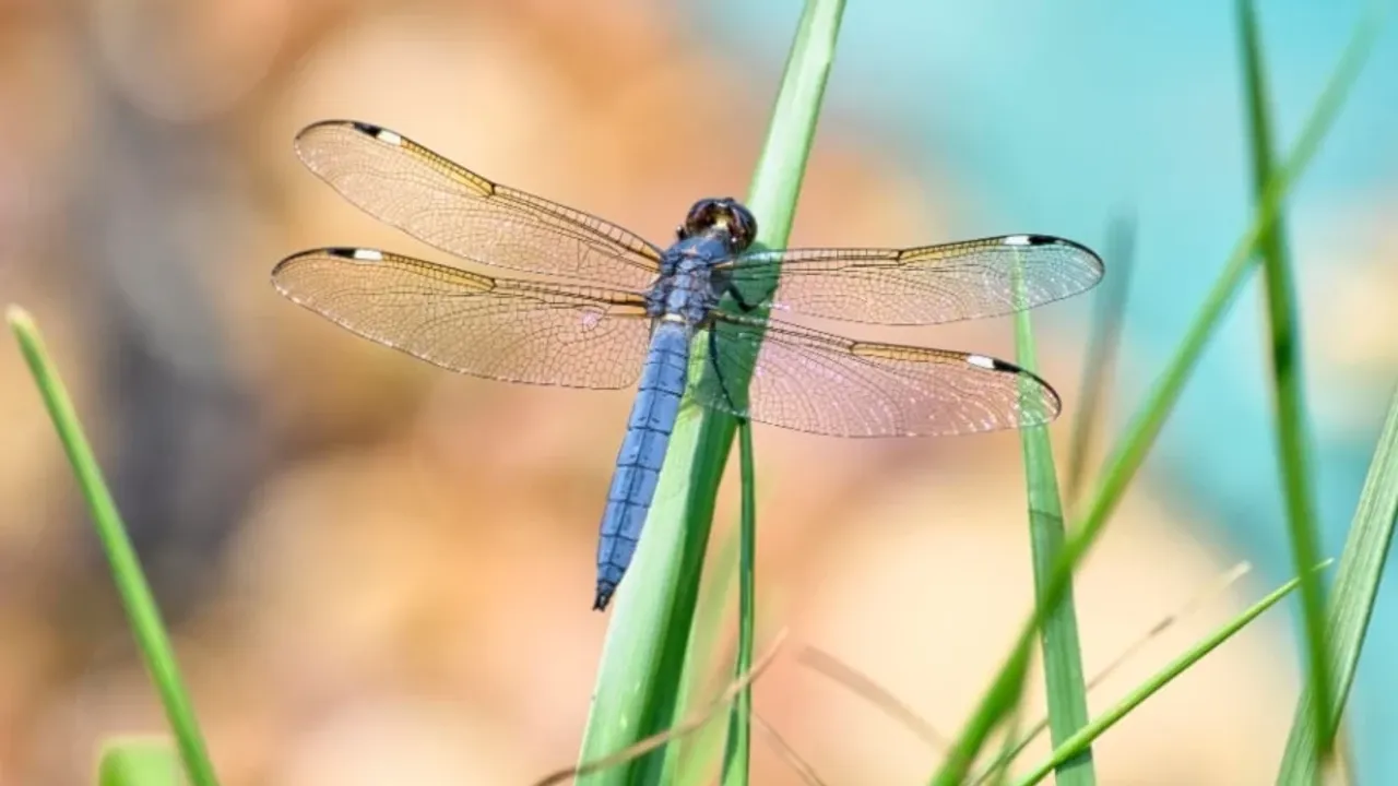 Böcekler yok oluyor: Gıda kıtlığı çıkar mı?