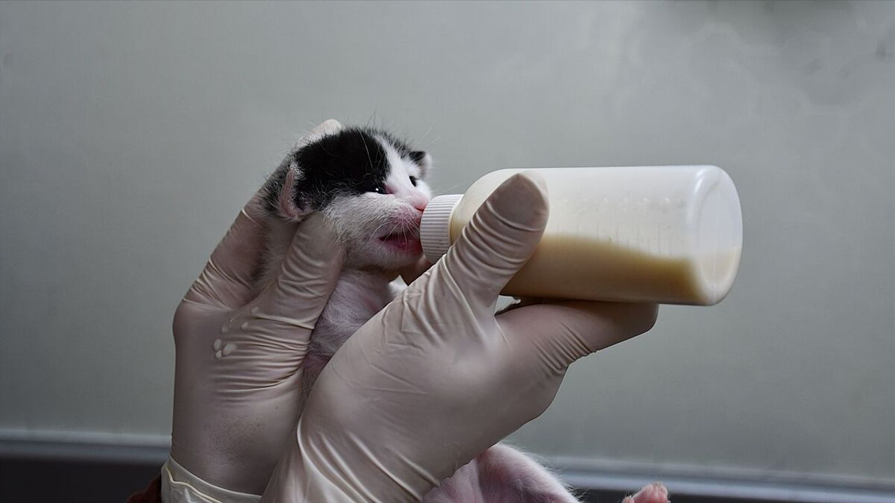 Doğum yapmakta zorlanan kedi, yavrularına sezaryenle kavuştu