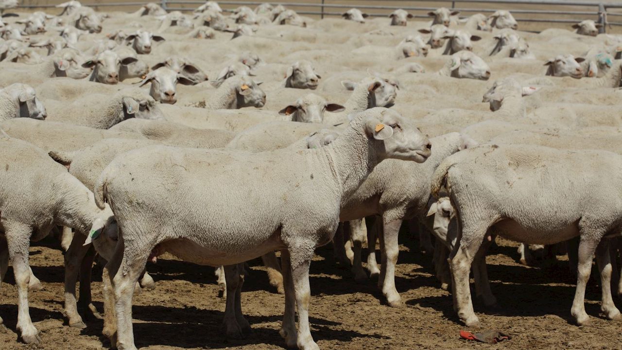 Her üreticiye 100 küçükbaş, aylık 15 bin TL destek