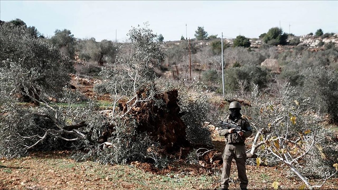 Ağaçlarından bile korkuyorlar! İşgalciler 777 ağacı söktü!