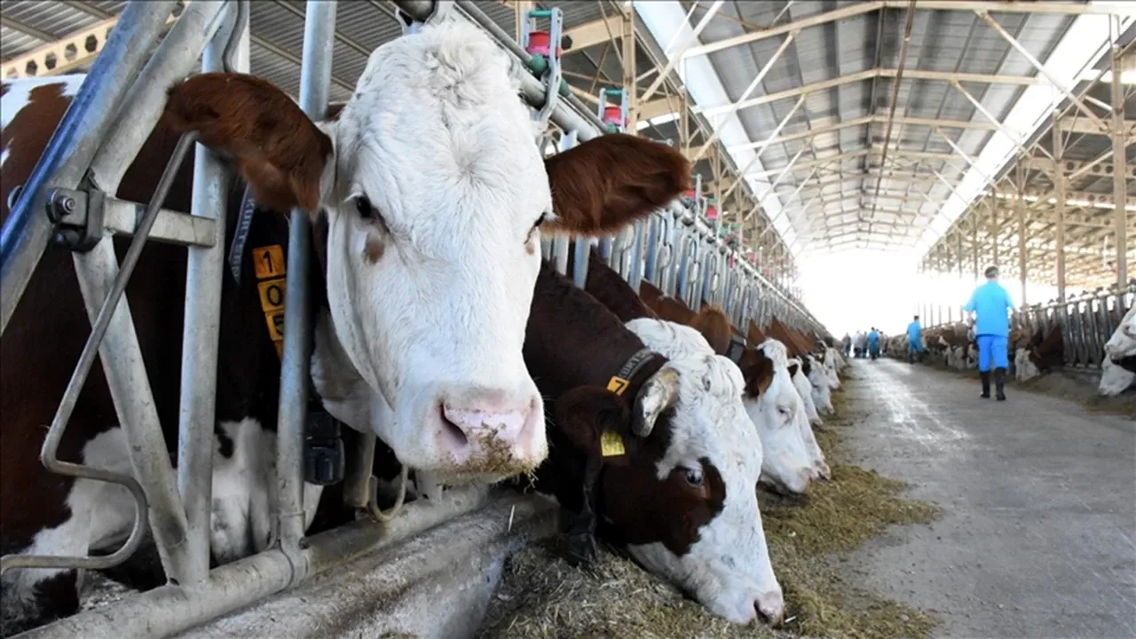 2025'te büyükbaş hayvan sayısı arttı