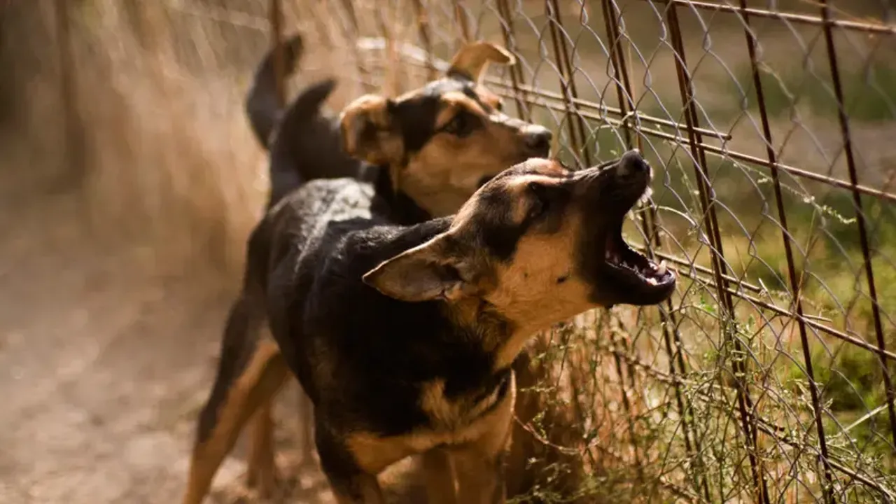 Kuduz köpek 13 kişiyi parçaladı