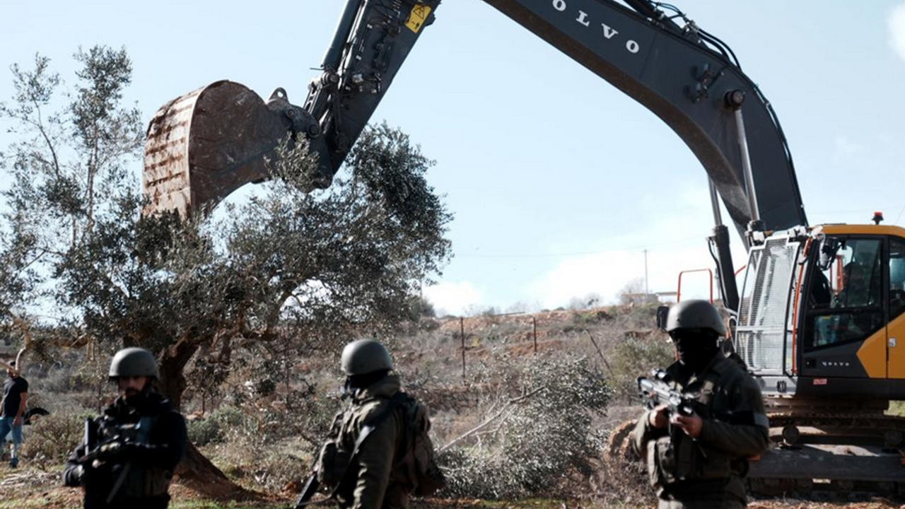 İşgal rejimi, Filistinlilerin zeytin ağaçlarını söküyor