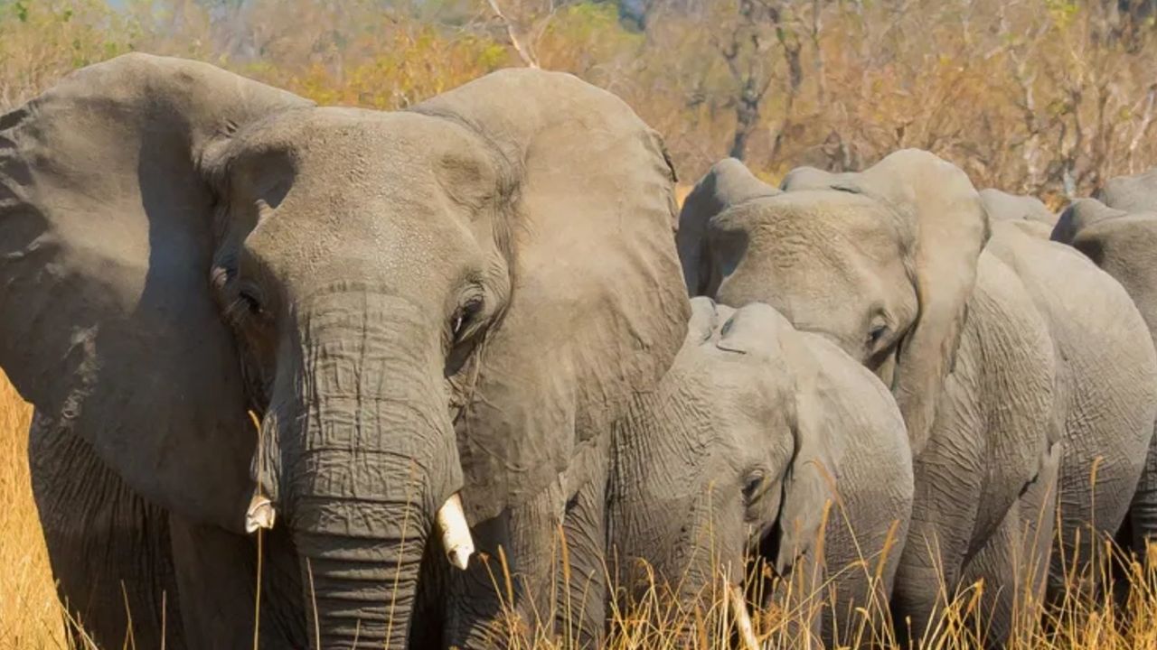 Hindistan’da Fil Dehşeti: Köy Baskınında 6 Kişi Can Verdi