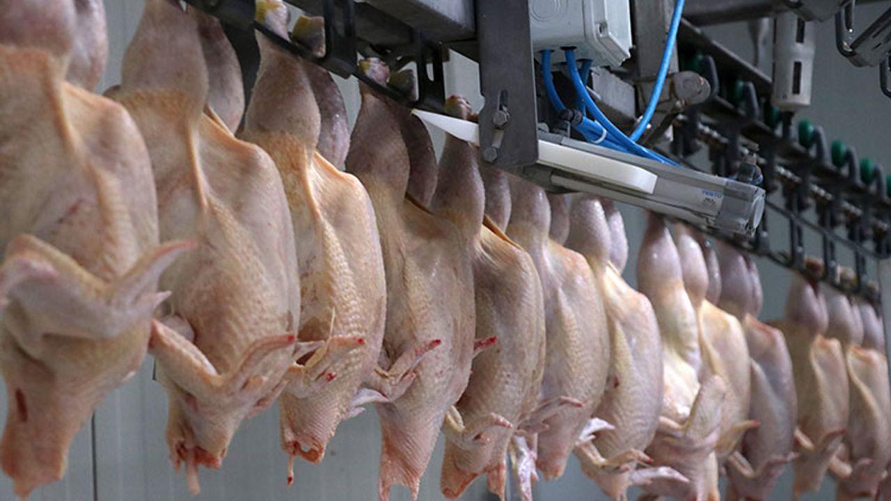 Bakanlık kanatlı eti ihracatına 'dur' dedi
