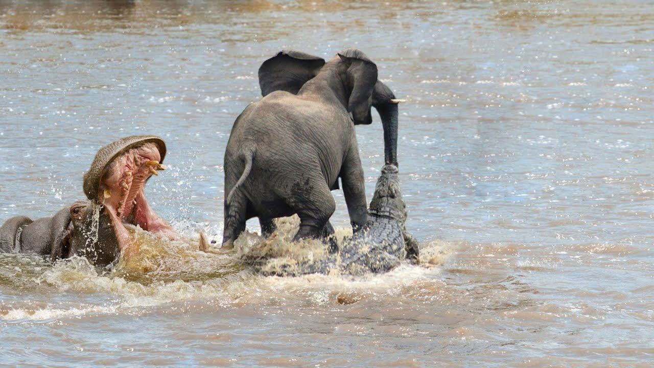 Fil sürüsünden kaçan adamı timsah öldürdü