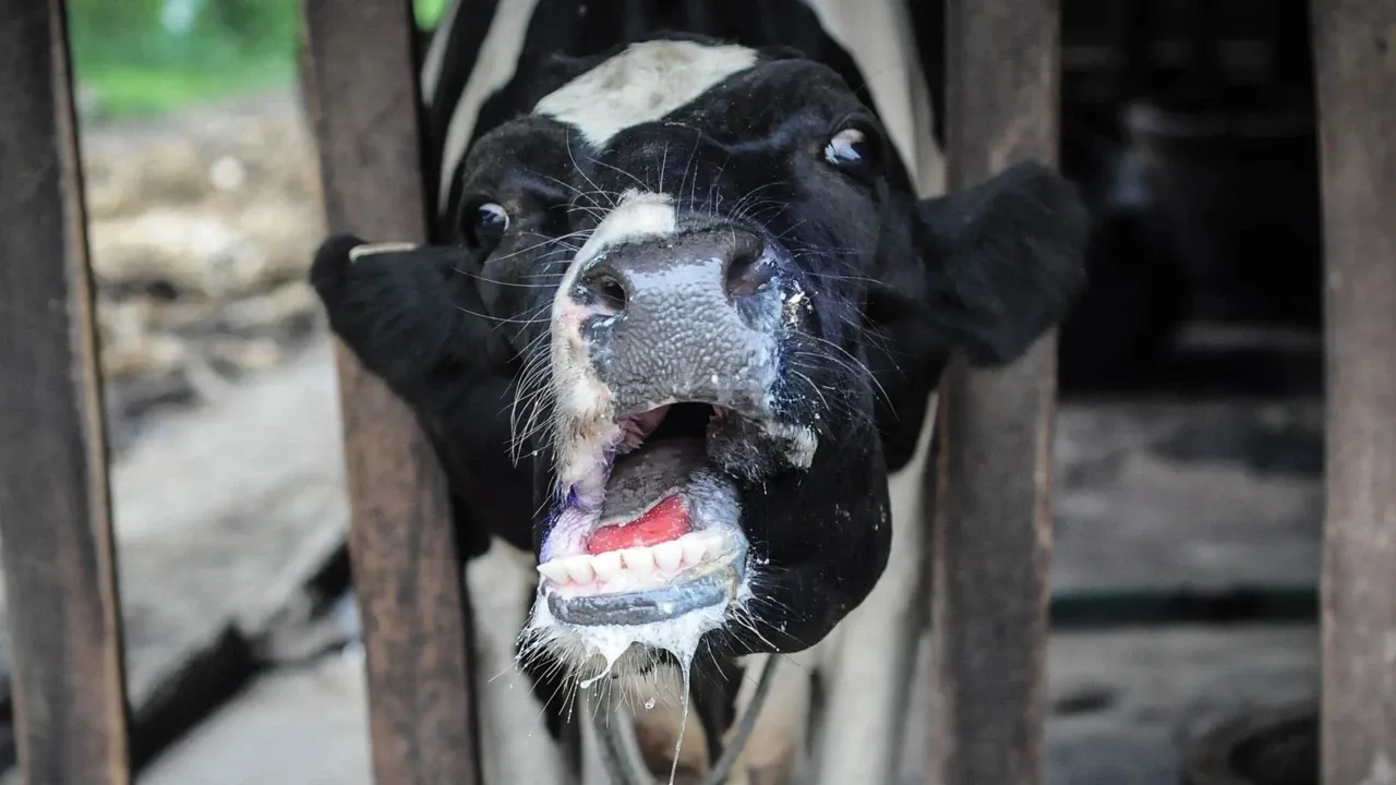Şap salgını çıktı, ulusal afet ilan edildi