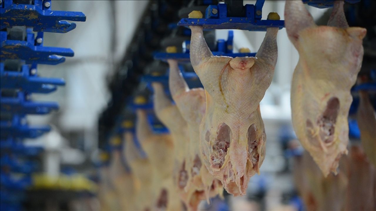 Veriler açıklandı: Tavuk eti üretimi arttı