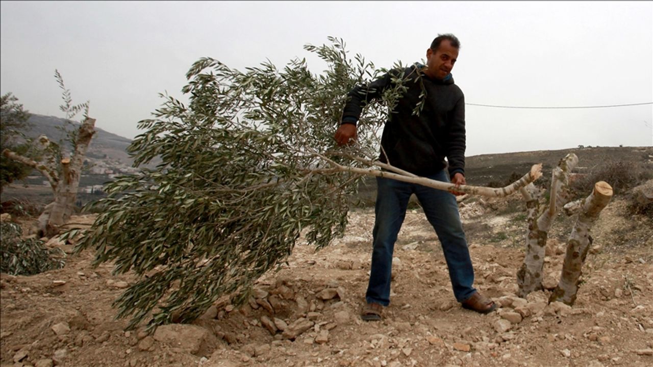 İşgalciler Batı Şeria'da Filistinlilerin 300 zeytin ağacını kesti