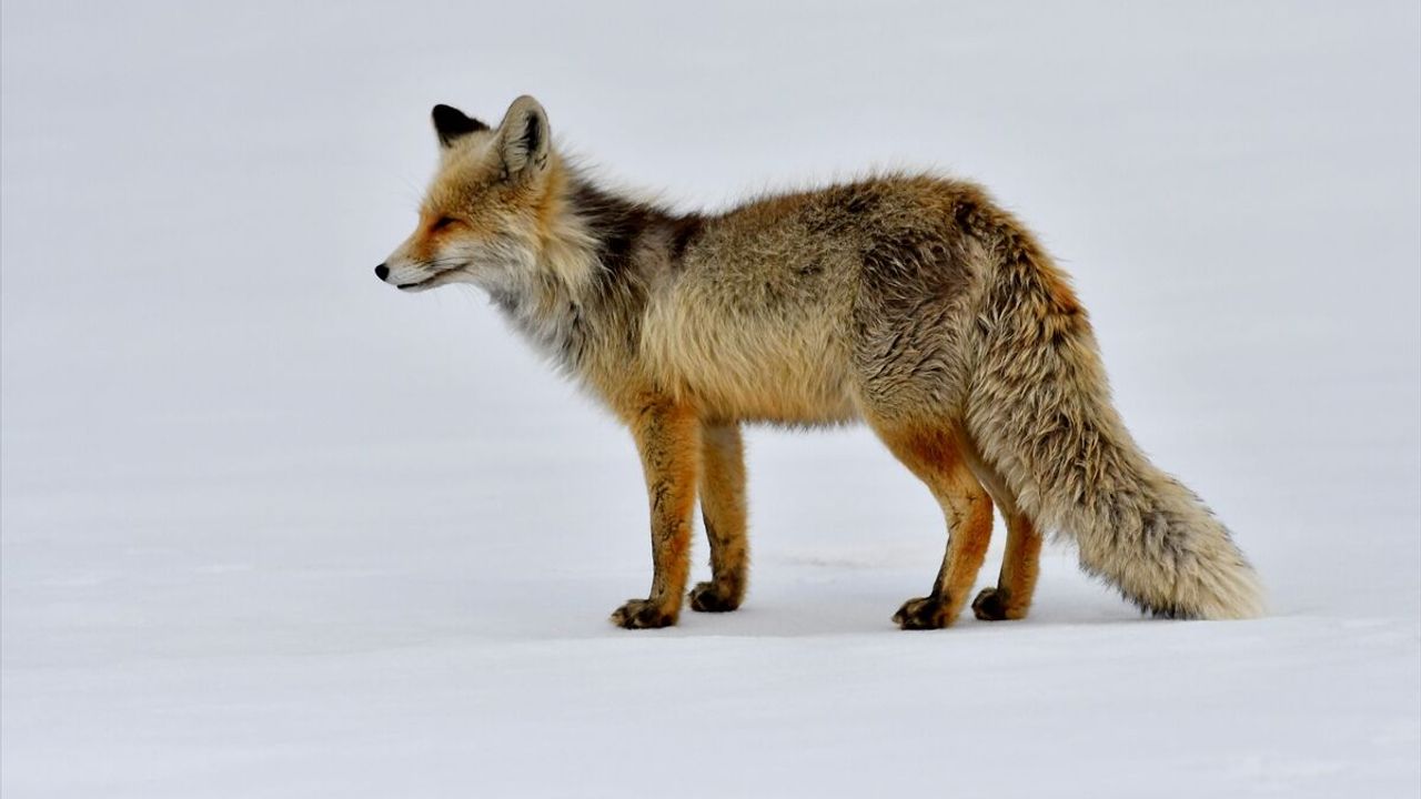 Avlanmaya çıkan yaban hayvanları görüntülendi