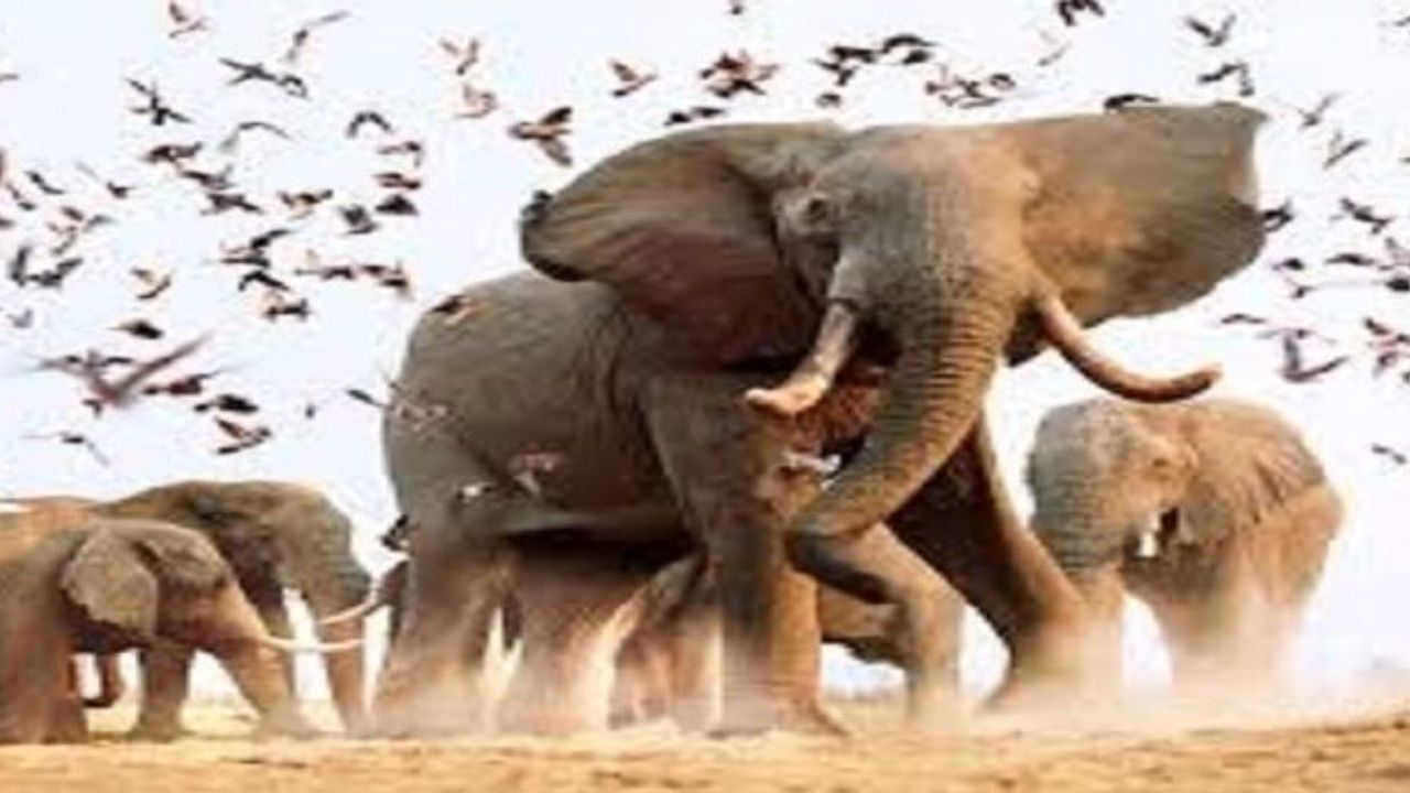 Fil Suresi’nin inanılmaz hikayesi ve ahir zamanda Kabe’yi yıkacak Habeşli define avcısı