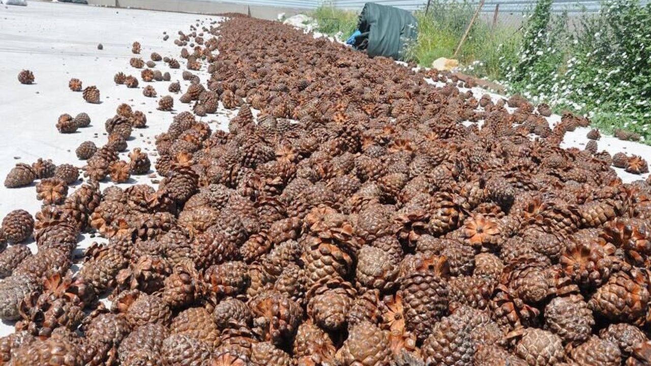 TİGEM tonlarca fıstık çamı kozalağını ihaleyle satacak