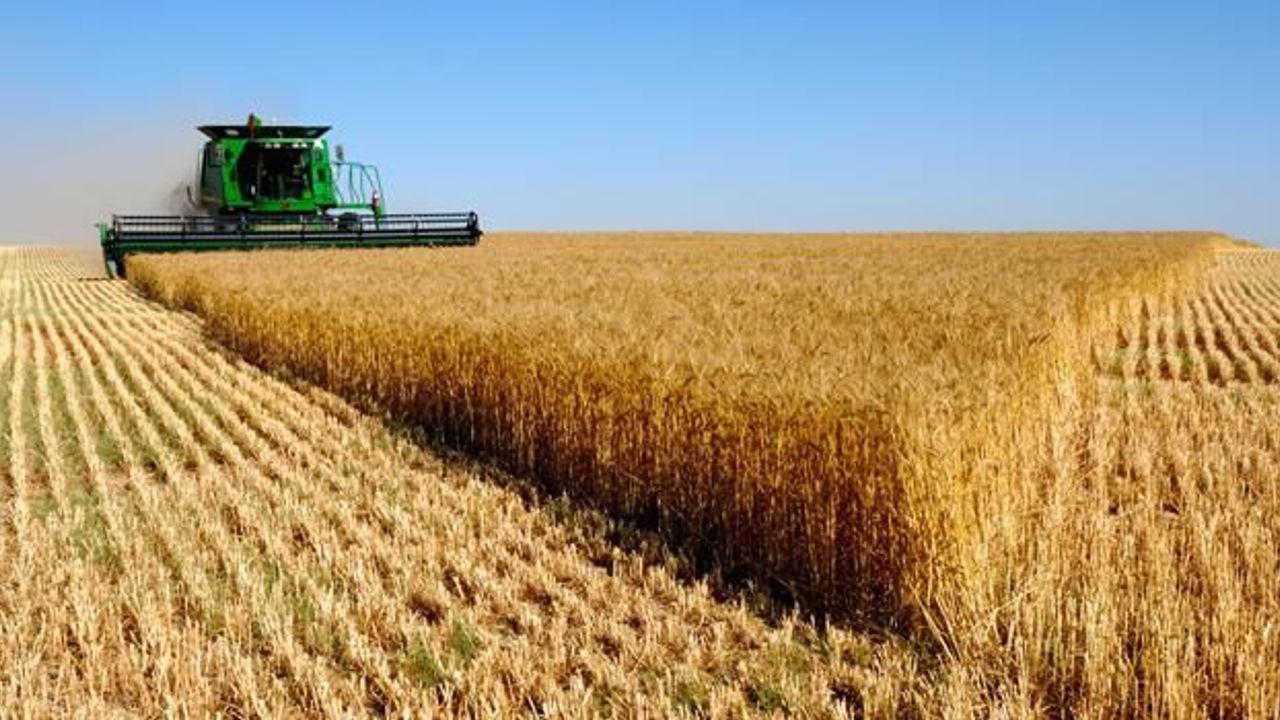 Tarım Ürünlerinde Zekât Nasıl Hesaplanır? İşte Mezheplere Göre Öşür Oranları