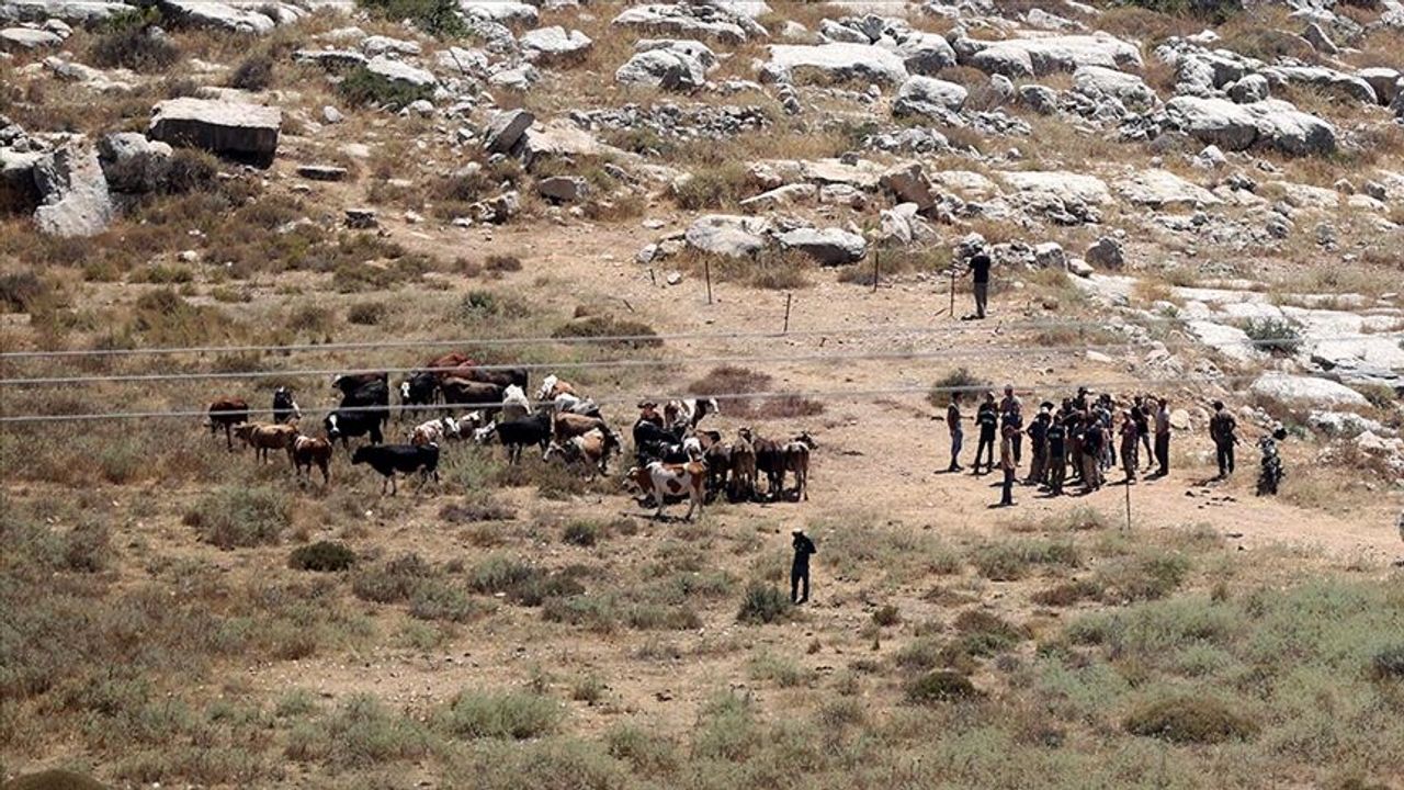 İşgalciler bir Filistinlinin 150 büyükbaş hayvanını çaldı!