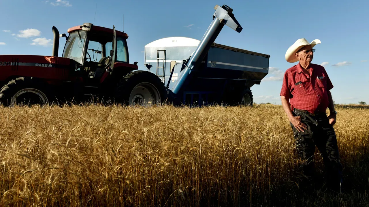 Buğday ve Mısır fiyatları düştü