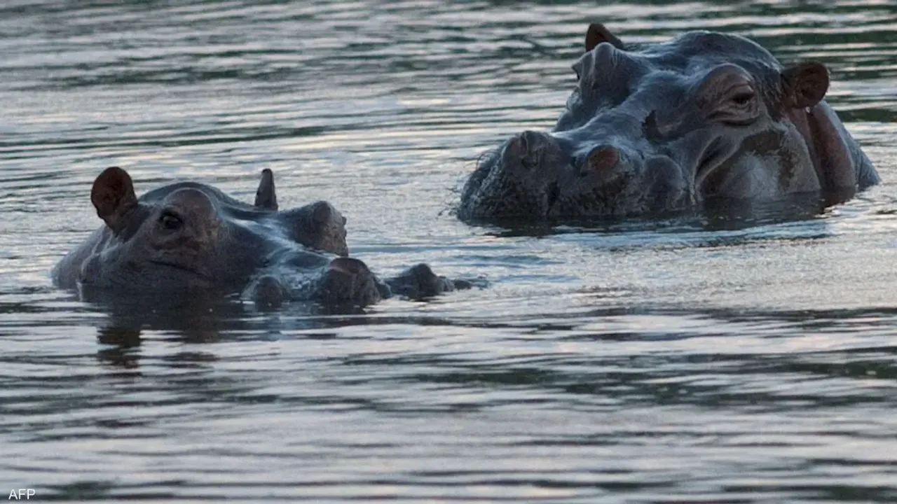Su aygırları için itlaf planı