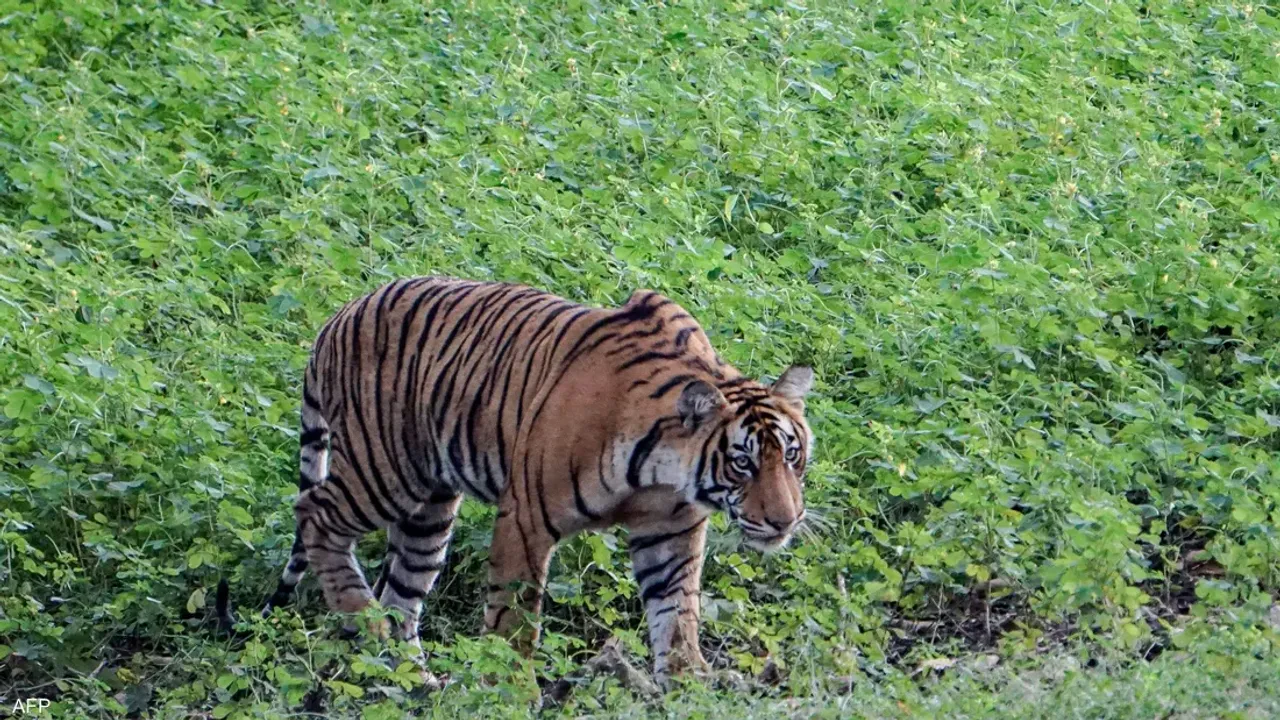 Kaplan, bir çocuğu öldürdü