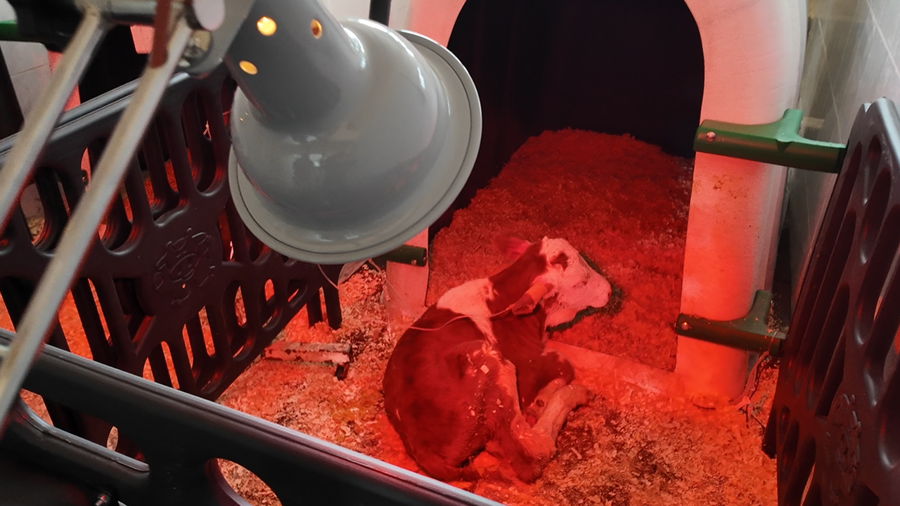 Ozon tedavisi ile buzağı ölümlerinin önüne geçilebilir mi?