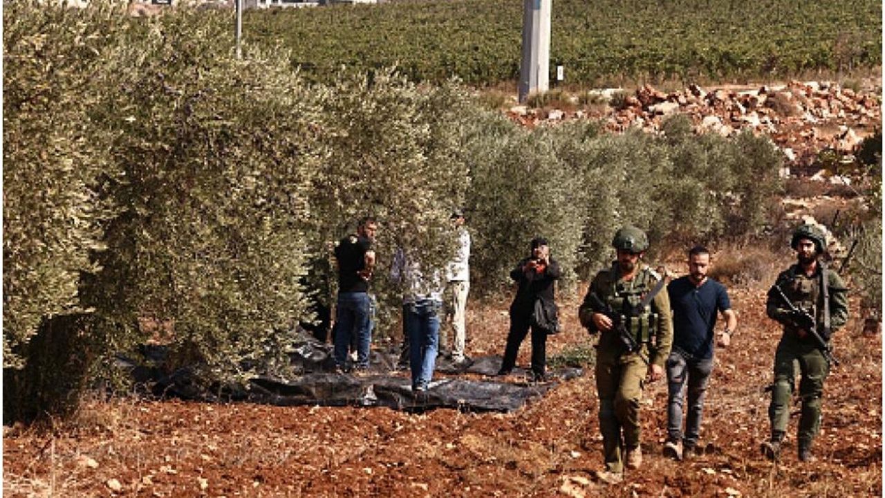 Bu nasıl kin! Zeytin ağaçlarını söküyorlar