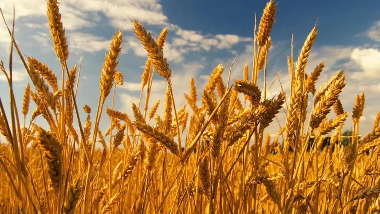 Benzeri görülmemiş hırsızlık: Tüm hasat 2 saatte çalındı