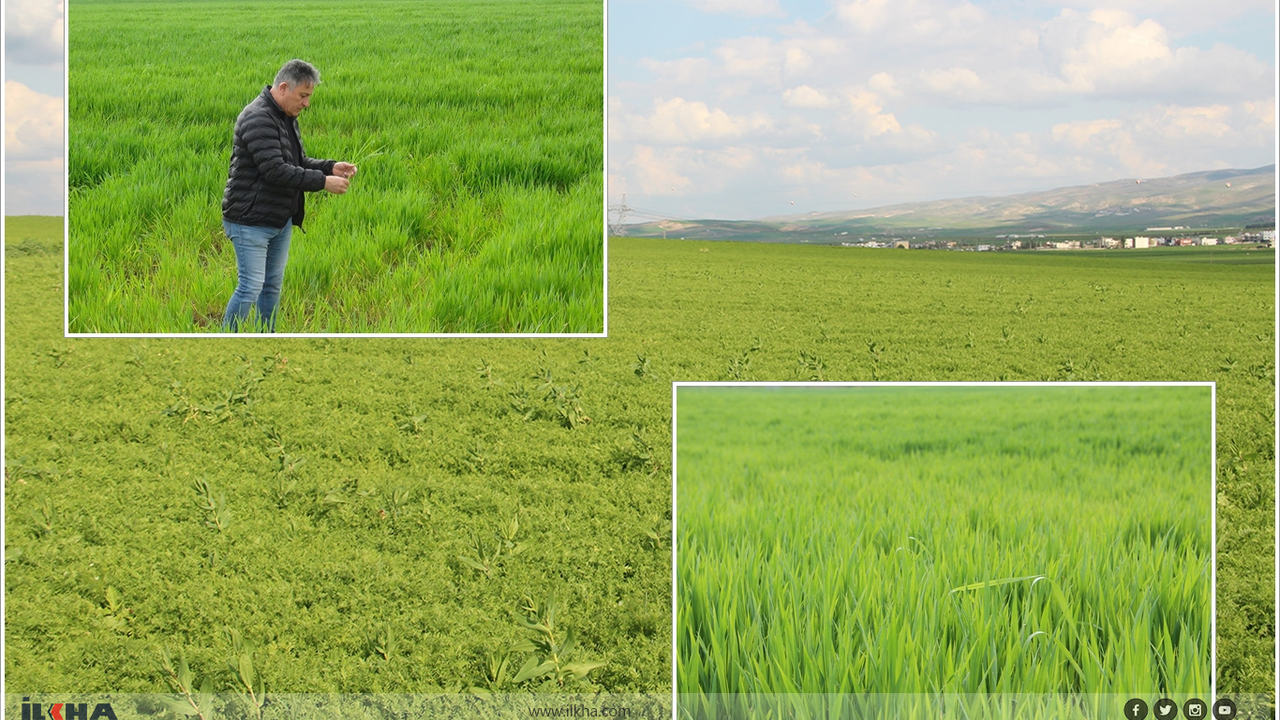 Bereketli yağışların ardından Buğday, arpa ve mercimekte yüksek rekolte bekleniyor!